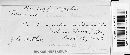 Puccinia hieracii image