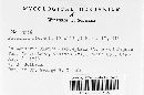 Puccinia hieracii image