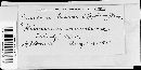 Puccinia hieracii image