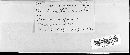 Puccinia hieracii image