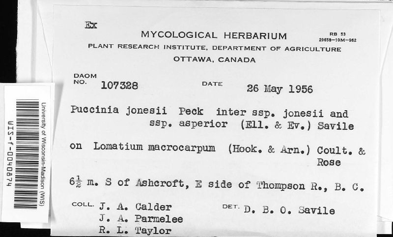 Puccinia jonesii subsp. asperior image