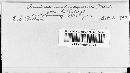 Puccinia malvacearum image