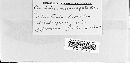 Puccinia mesomajalis image