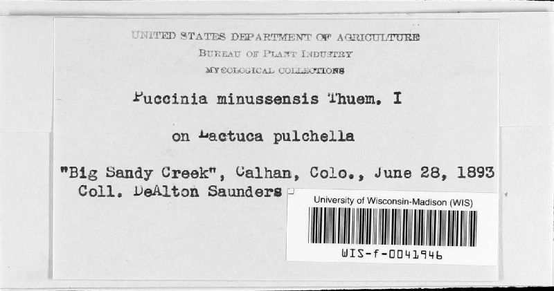Puccinia minussensis image