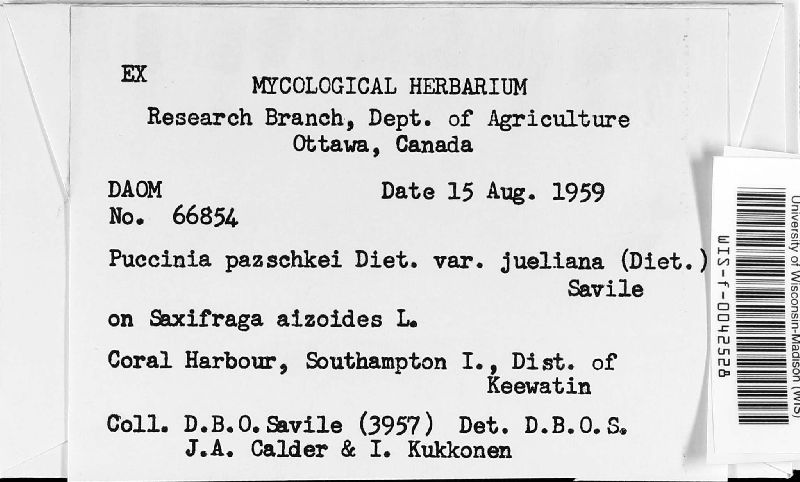 Puccinia pazschkei var. jueliana image