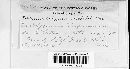 Puccinia polygoni-amphibii var. polygoni-amphibii image