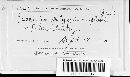 Puccinia polygoni-amphibii var. polygoni-amphibii image