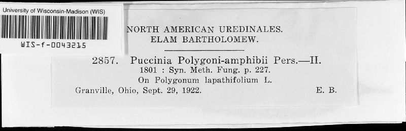 Puccinia polygoni-amphibii var. polygoni-amphibii image