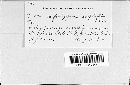 Puccinia polygoni-amphibii var. polygoni-amphibii image