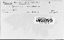 Puccinia polygoni-amphibii var. polygoni-amphibii image