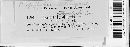 Puccinia pulverulenta image