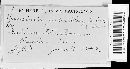 Puccinia punctata image