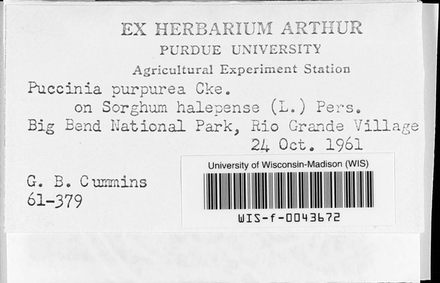 Puccinia purpurea image