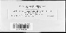 Puccinia recondita image