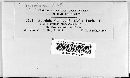Puccinia recondita image