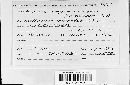 Puccinia recondita image