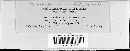 Puccinia recondita image
