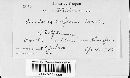 Puccinia recondita image