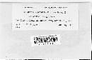 Puccinia recondita image