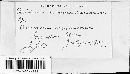 Puccinia recondita image