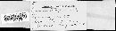 Puccinia recondita image