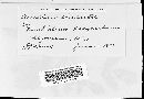 Puccinia recondita image