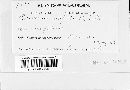 Puccinia recondita image