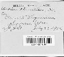 Puccinia recondita image