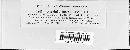 Puccinia recondita image