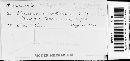 Puccinia recondita image