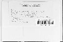 Puccinia recondita image