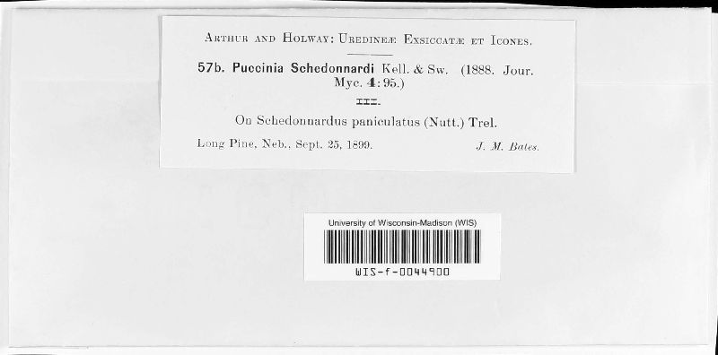 Puccinia schedonnardi image