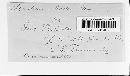 Puccinia sessilis image