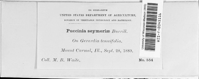Puccinia seymeriae image