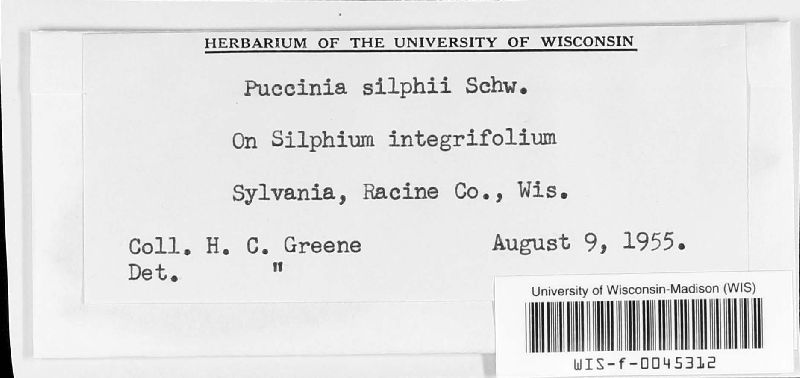 Puccinia silphii image