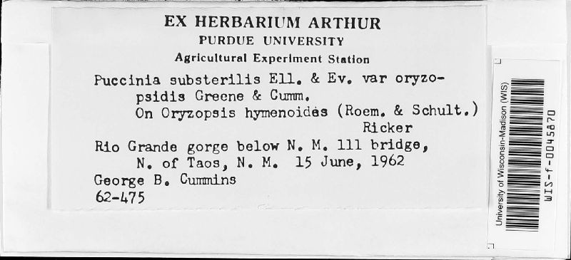 Puccinia substerilis var. oryzopsidis image
