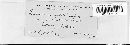 Puccinia recondita image
