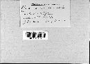 Puccinia xanthii image