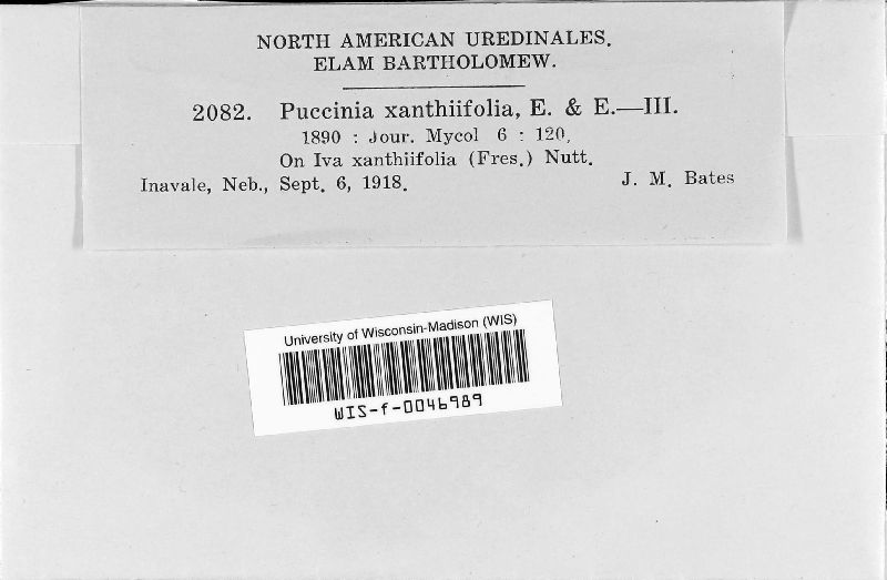 Puccinia xanthifoliae image