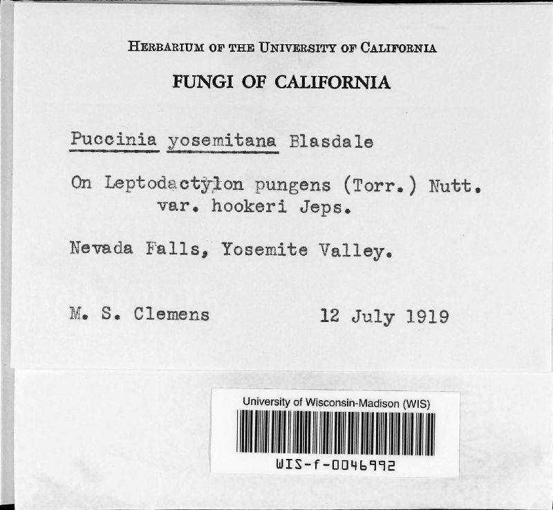 Puccinia yosemitana image