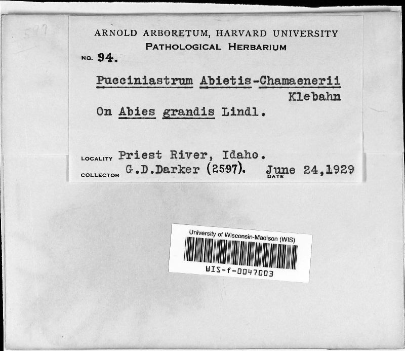 Pucciniastrum abietis-chamaenerii image