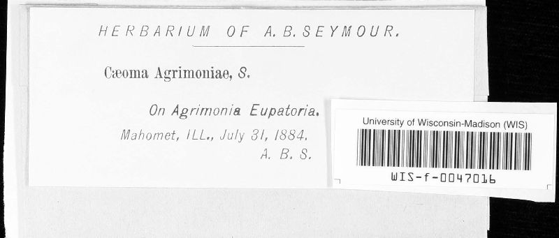 Pucciniastrum agrimoniae image
