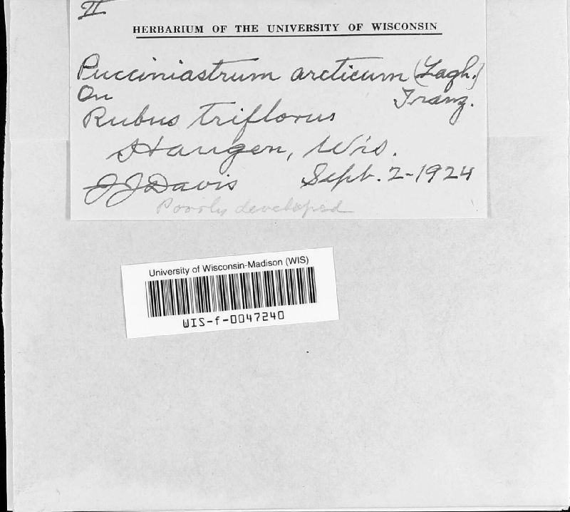 Pucciniastrum arcticum image