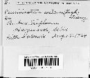 Pucciniastrum arcticum image