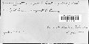 Pucciniastrum epilobii image