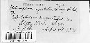 Pucciniastrum epilobii image