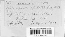 Pucciniastrum epilobii image