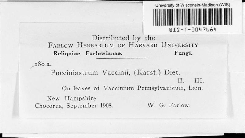 Naohidemyces vacciniorum image