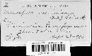 Naohidemyces vacciniorum image