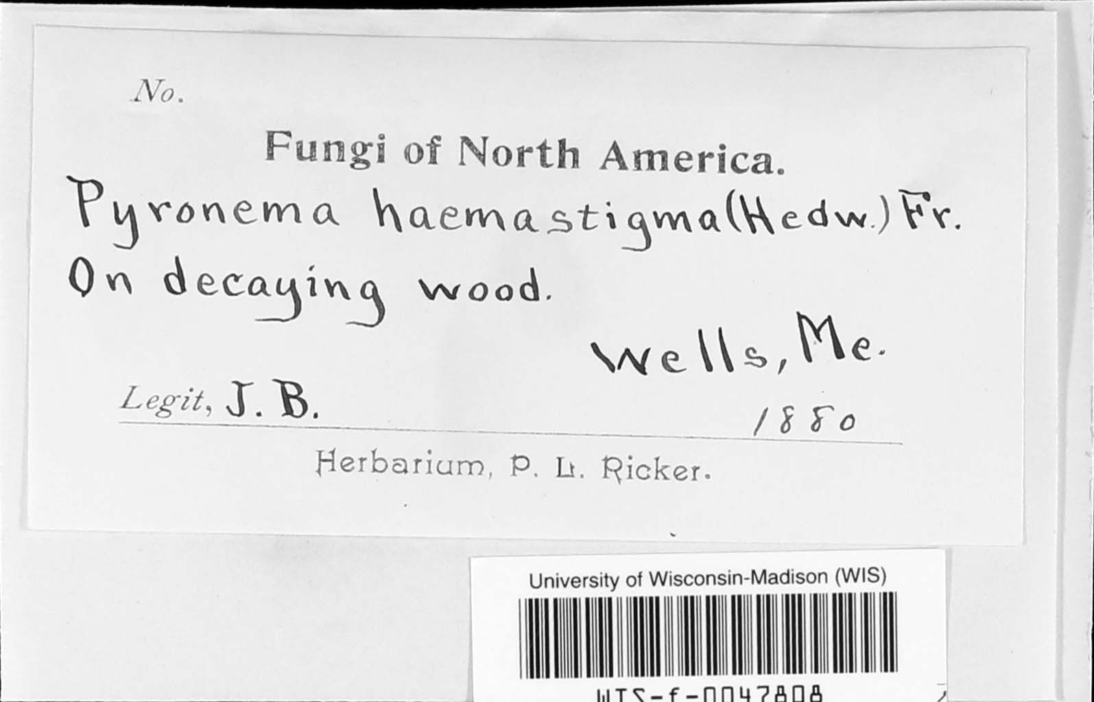 Humaria haemastigma image